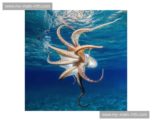 深海的“异星领主”与陆地的“造物信徒”：当人类遇见章鱼，谁才是进化的终极答案？